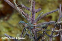 Any idea what this is? I believe it is a swimming crinoid... by Patrick Reardon 